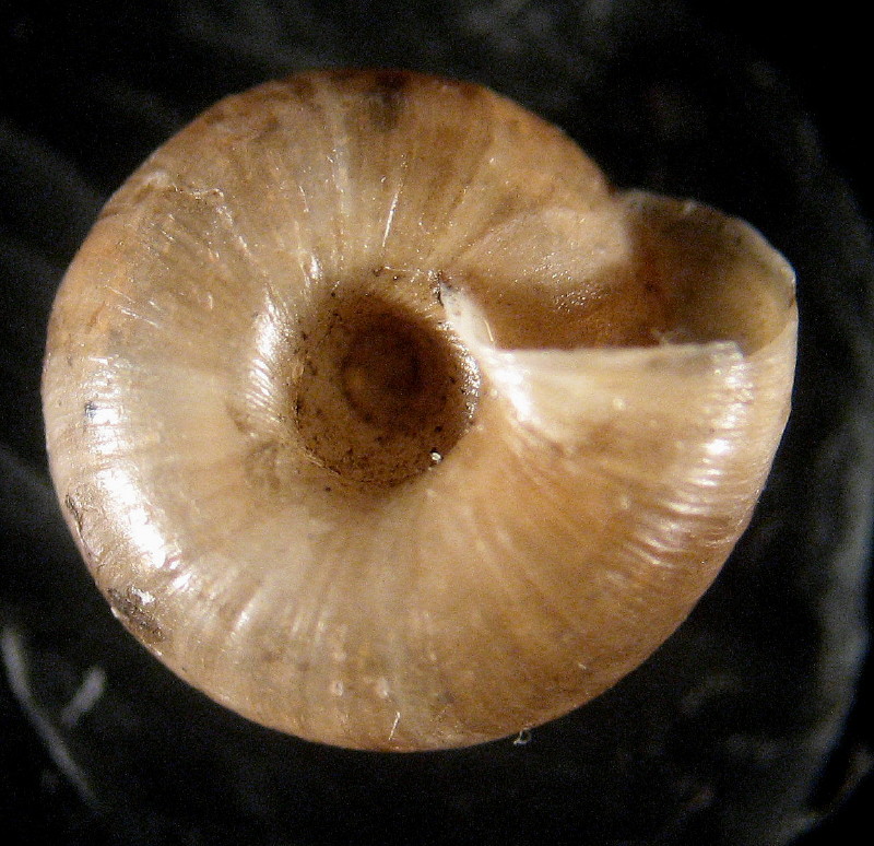 Urticicola ventouxiana